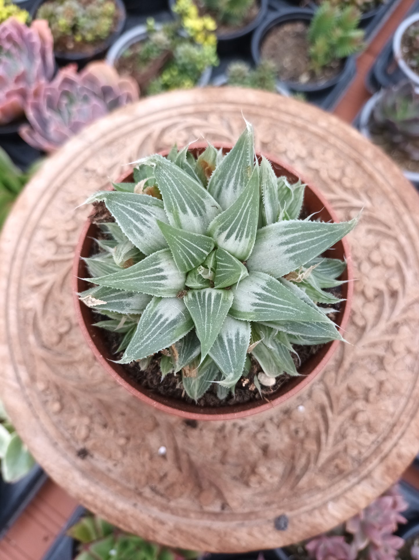Haworthia retusa cv. Grey Ghost