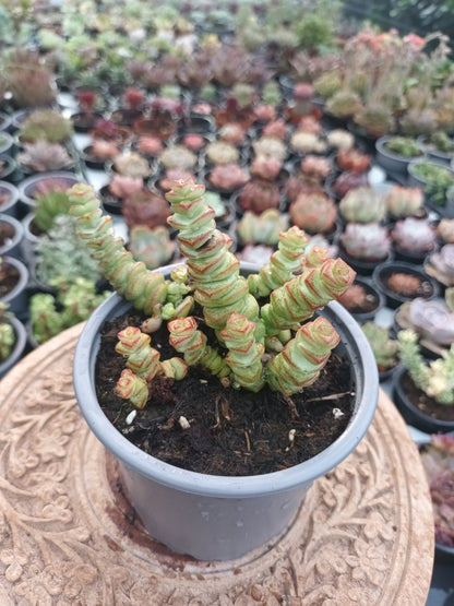 Crassula Marmeriana