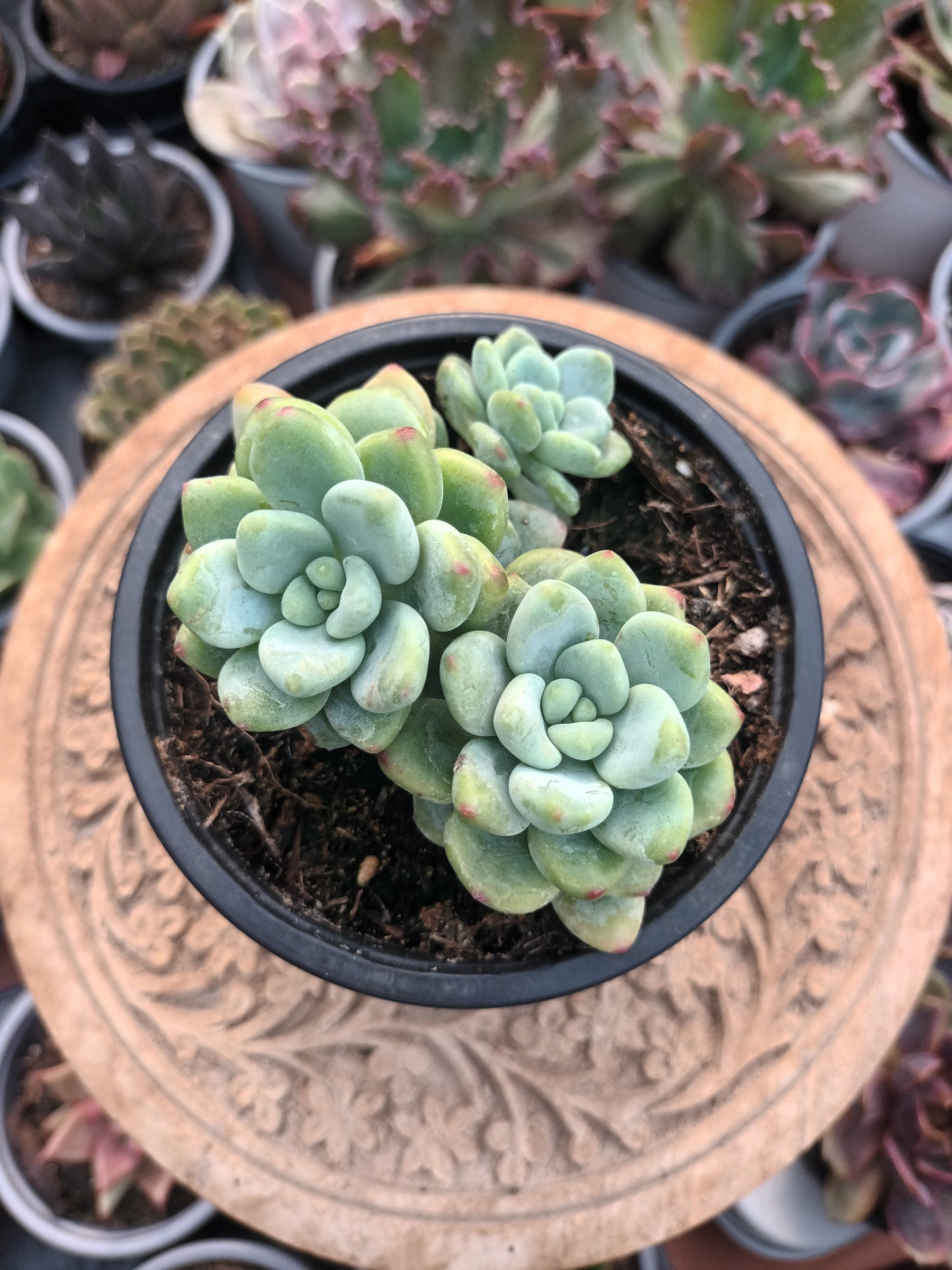 Sedum clavatum