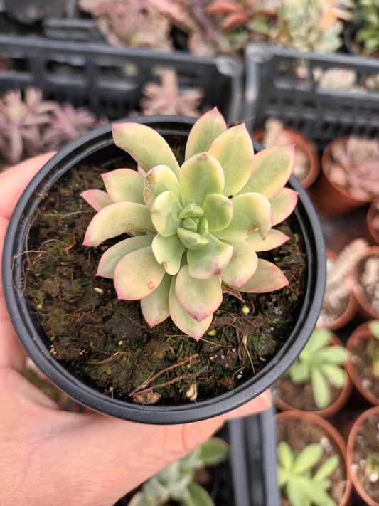 Echeveria minibelle variegata