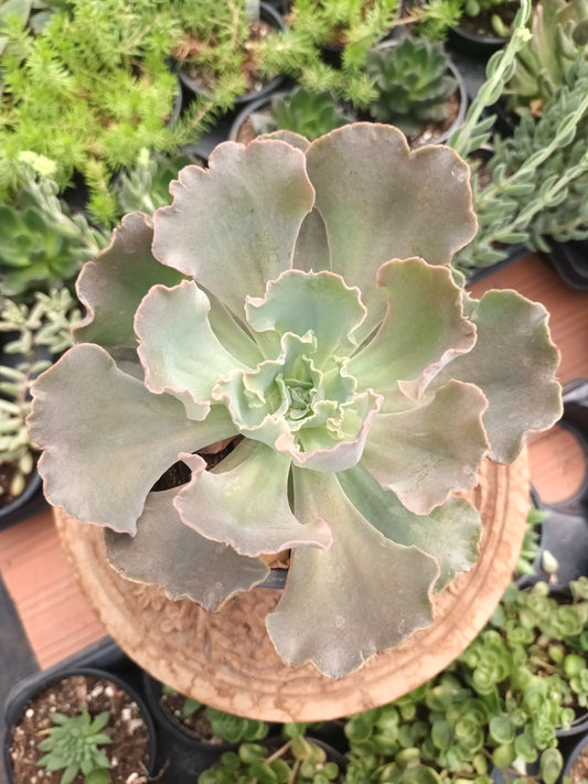 Echeveria cielo
