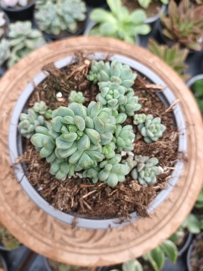 Sedum perez de la rosae