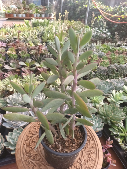 Senecio crassissum