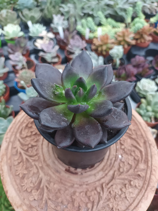 Echeveria Gótica