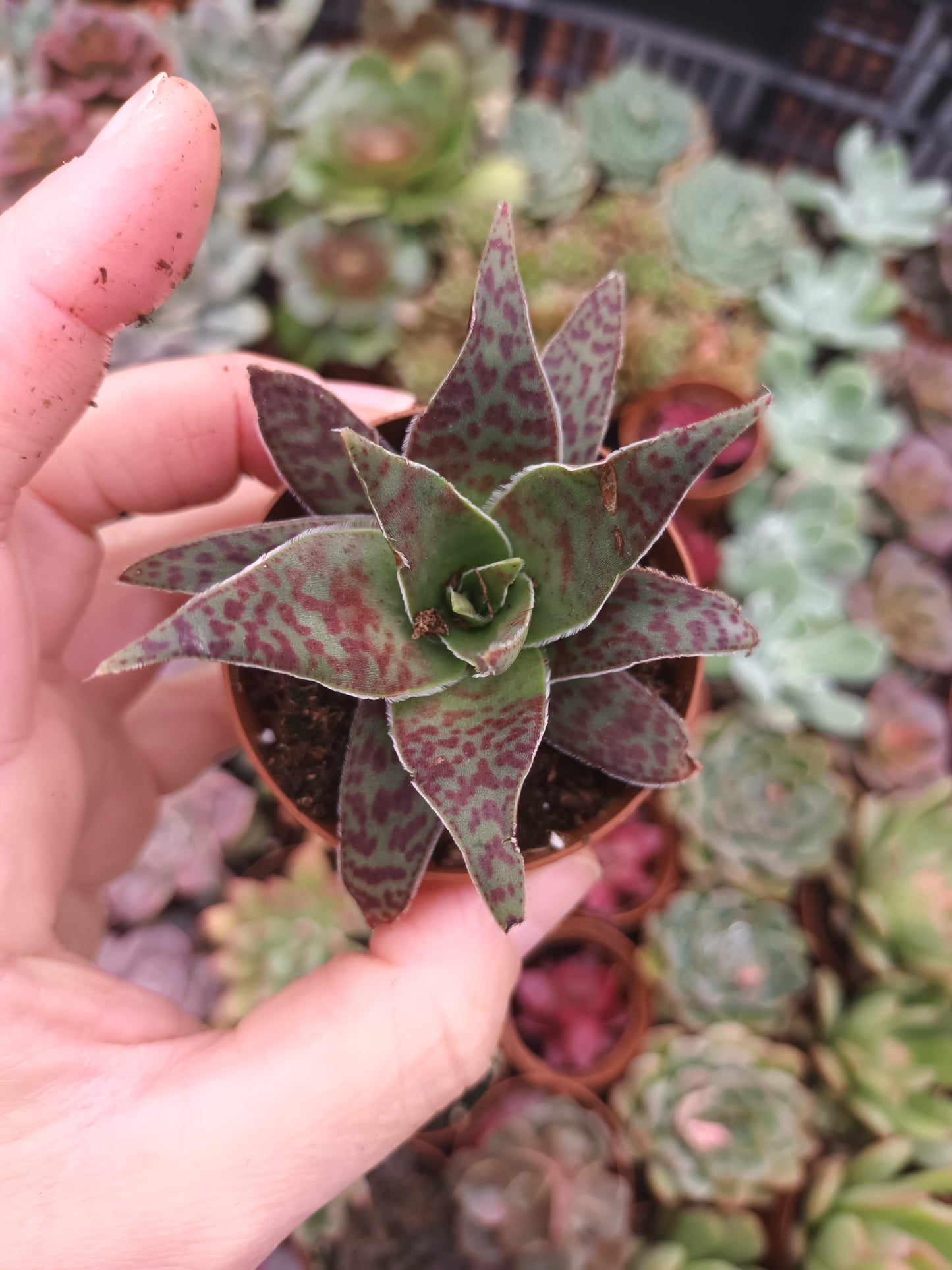 Crassula Alba var. Parvisepala