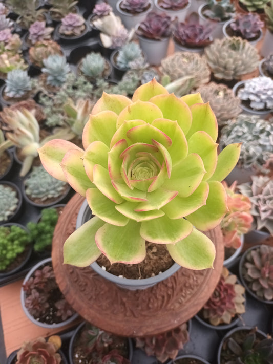 Aeonium athenea