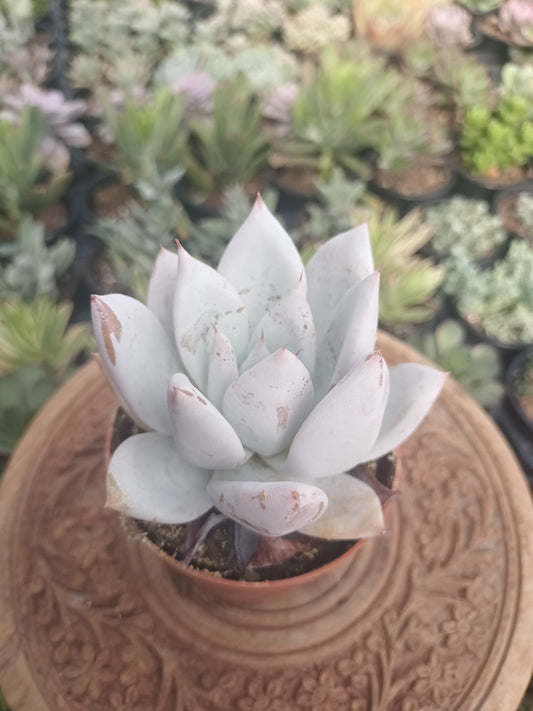 Echeveria Mexican Giant