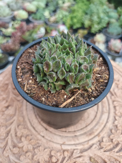 Sempervivun Red Oddity
