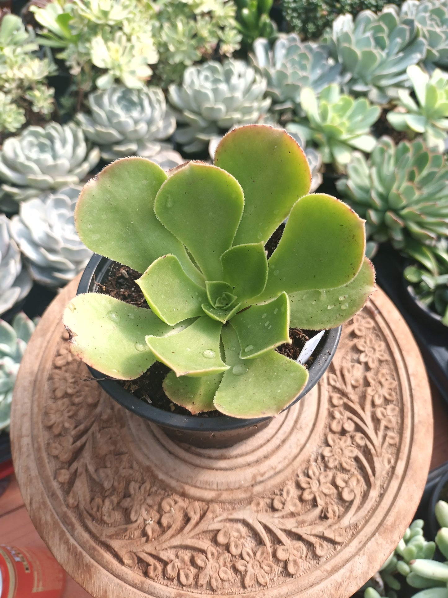 Aeonium canariense hybrid 'Pink form'
