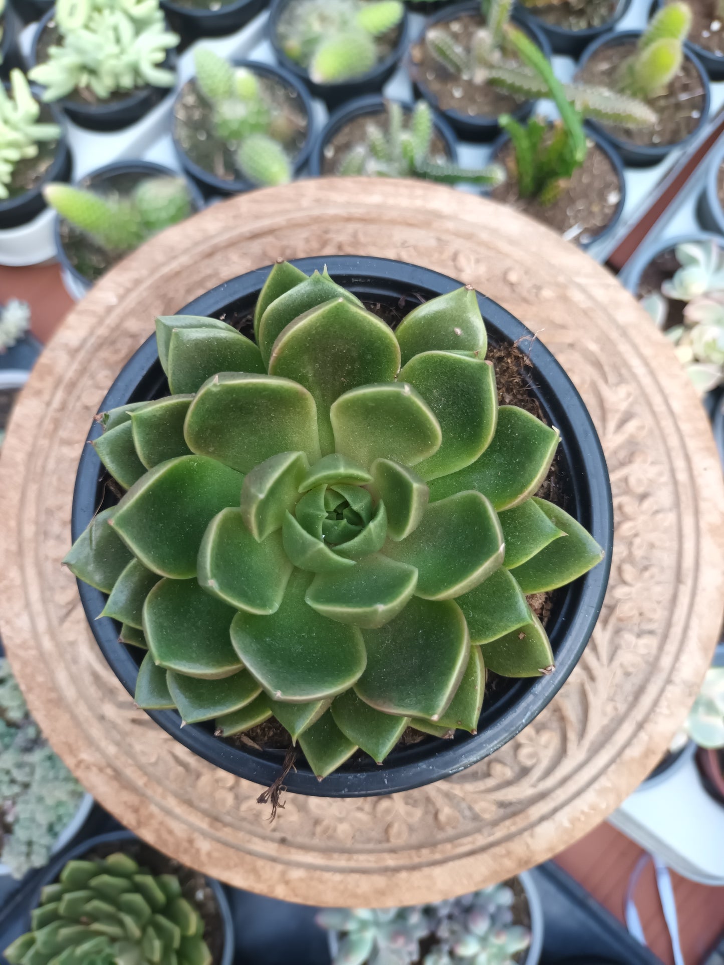 Echeveria Gallo