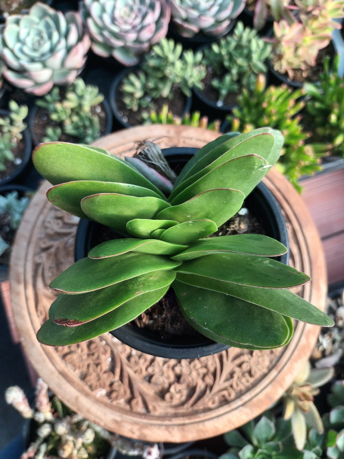 Crassula perfoliata 'Borracha'