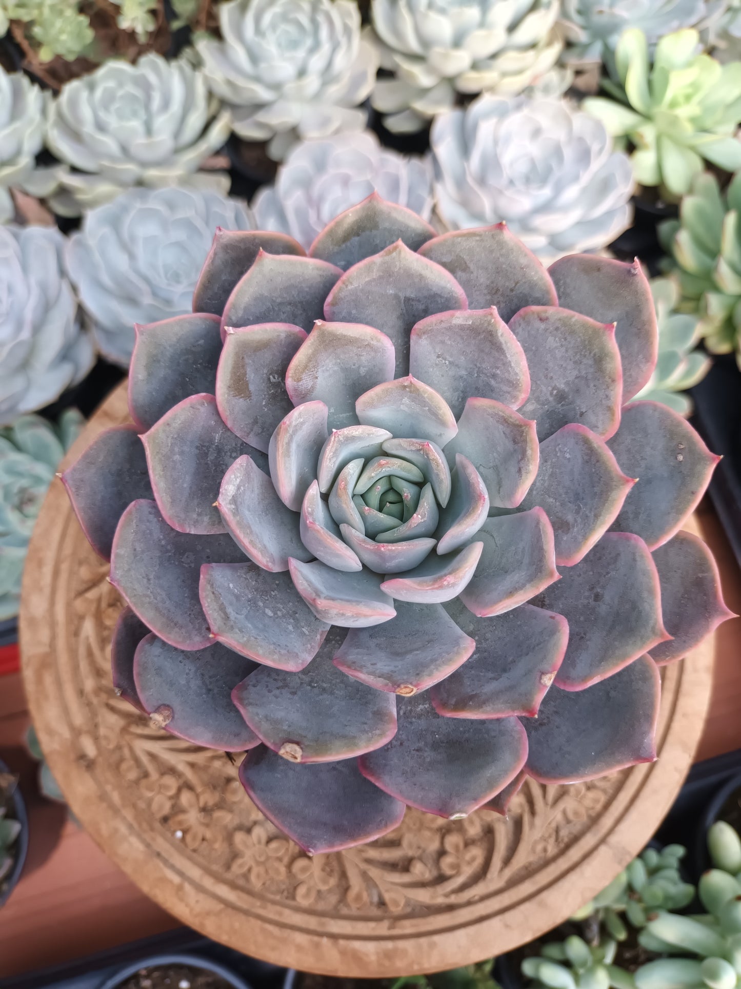 Echeveria orion