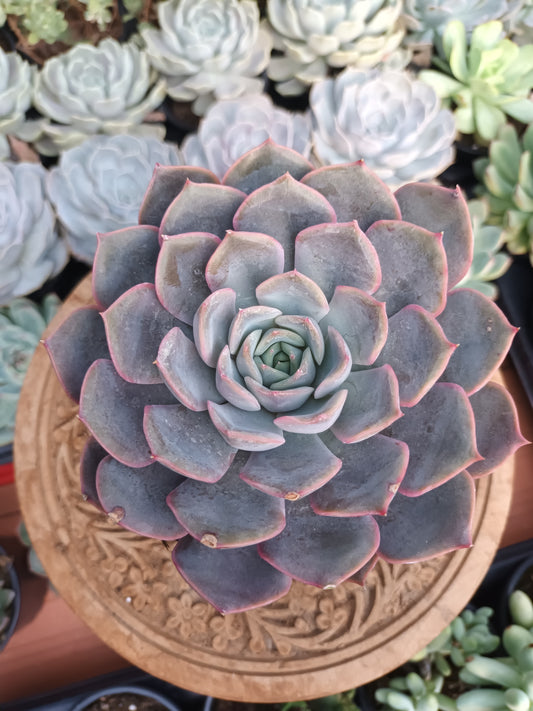 Echeveria orion