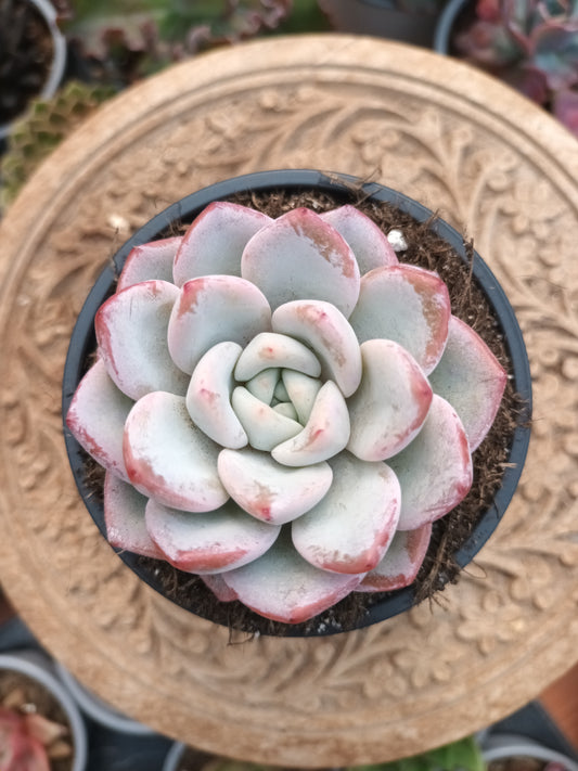Echeveria Werther
