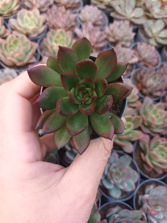 Echeveria Christmas