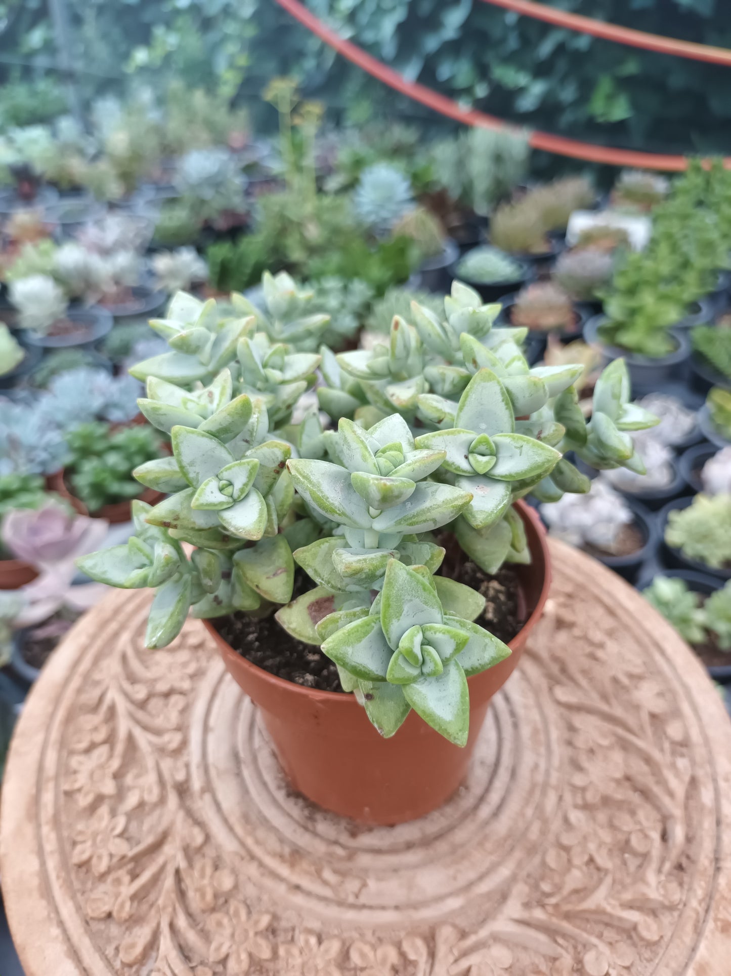 Crassula rupestris