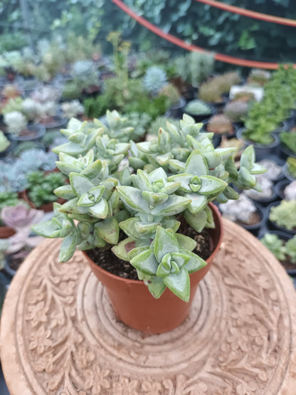 Crassula rupestris