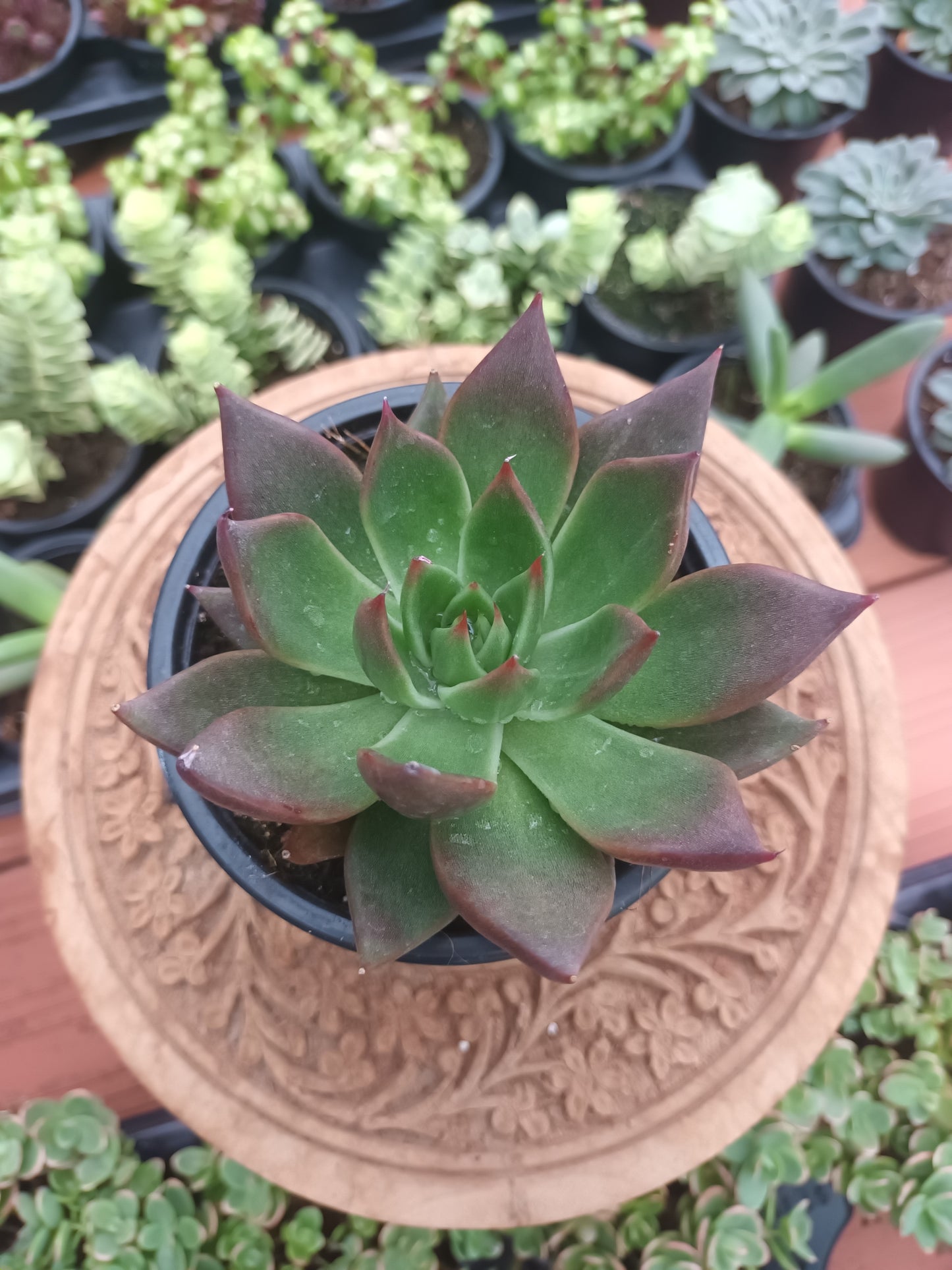 Echeveria agavoides 'Red Shade'