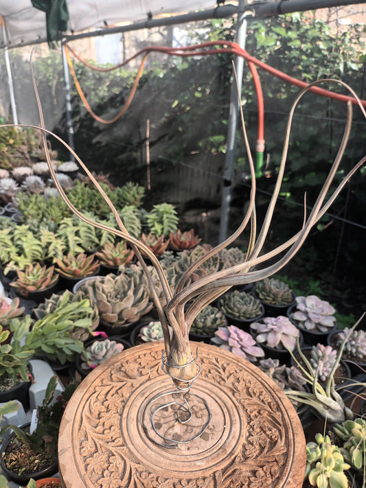 Tillandsia pseudobaileyi - M