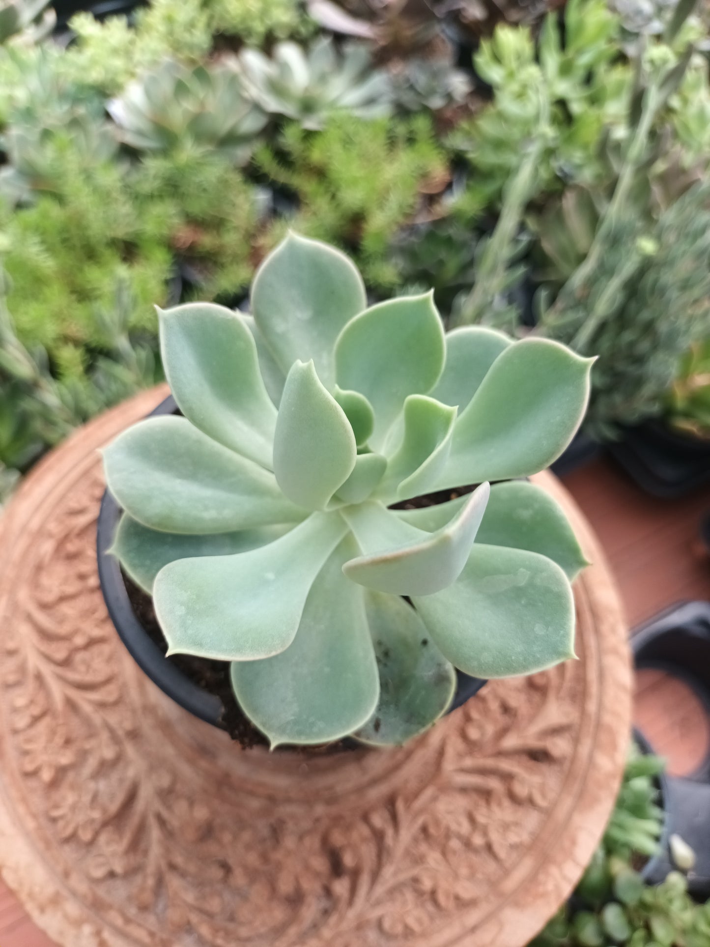 Echeveria green perle von