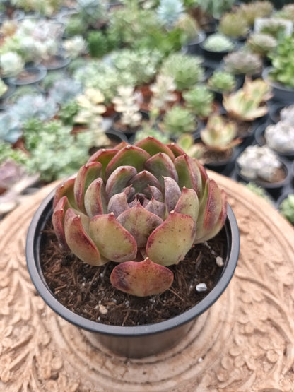 Echeveria Black Eye