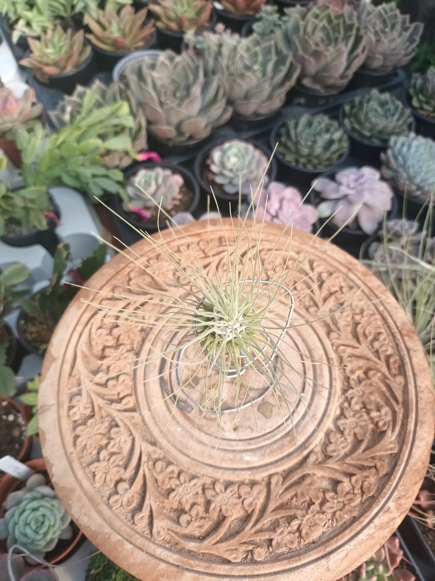 Tillandsia fuchsii f.gracilis