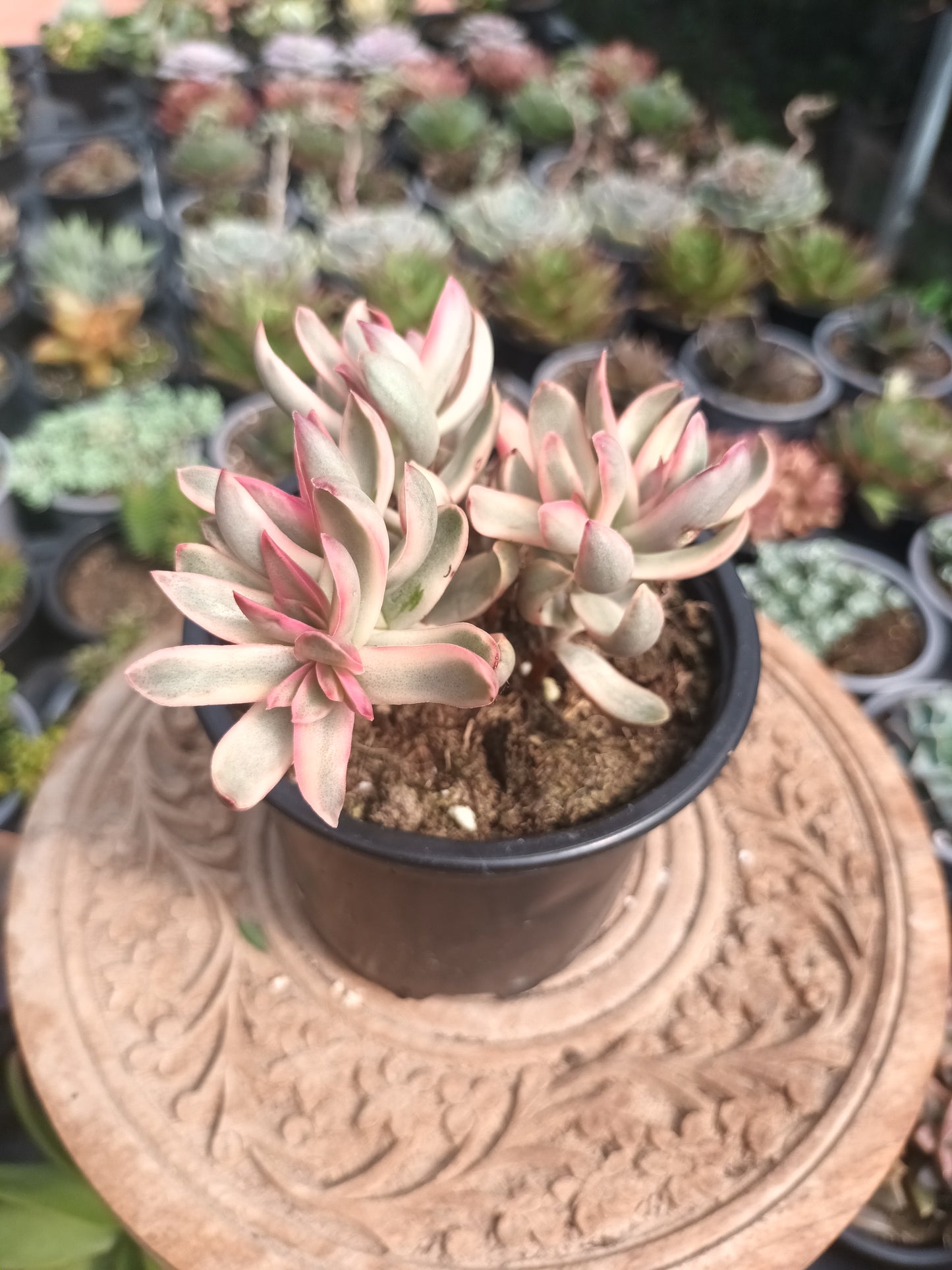 Crassula dejecta variegata