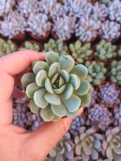 Echeveria Elegans
