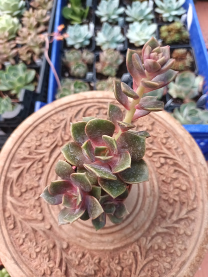 Echeveria agavoides mont