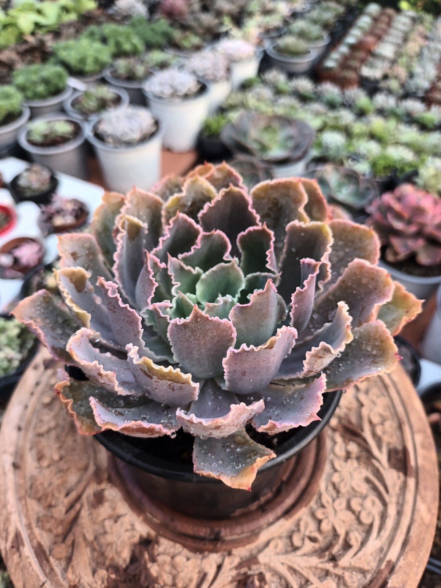 Echeveria Purple Dance