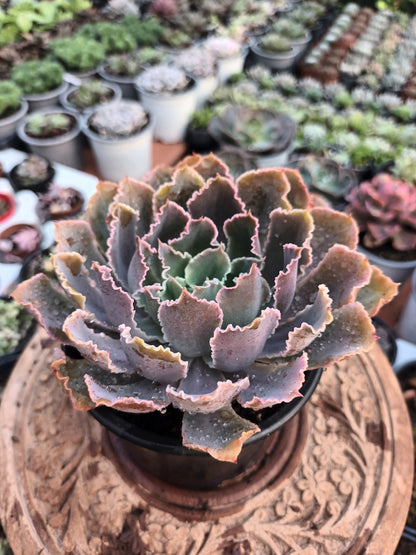 Echeveria Purple Dance