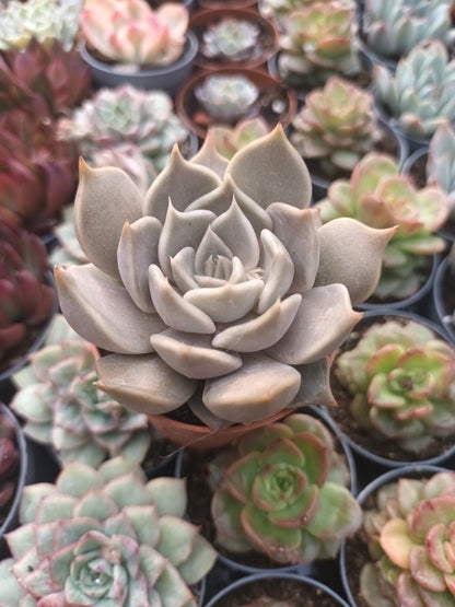 Echeveria Santa Ana