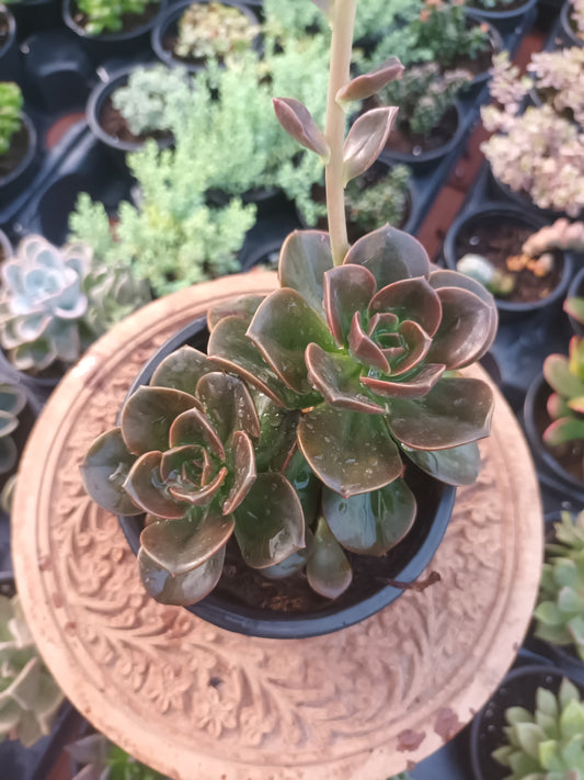 Echeveria melaco