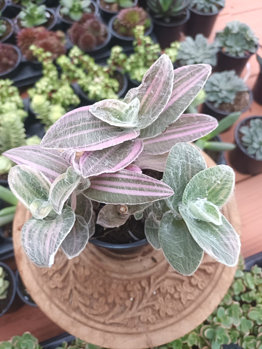 Tradescantia sillamontana variegata