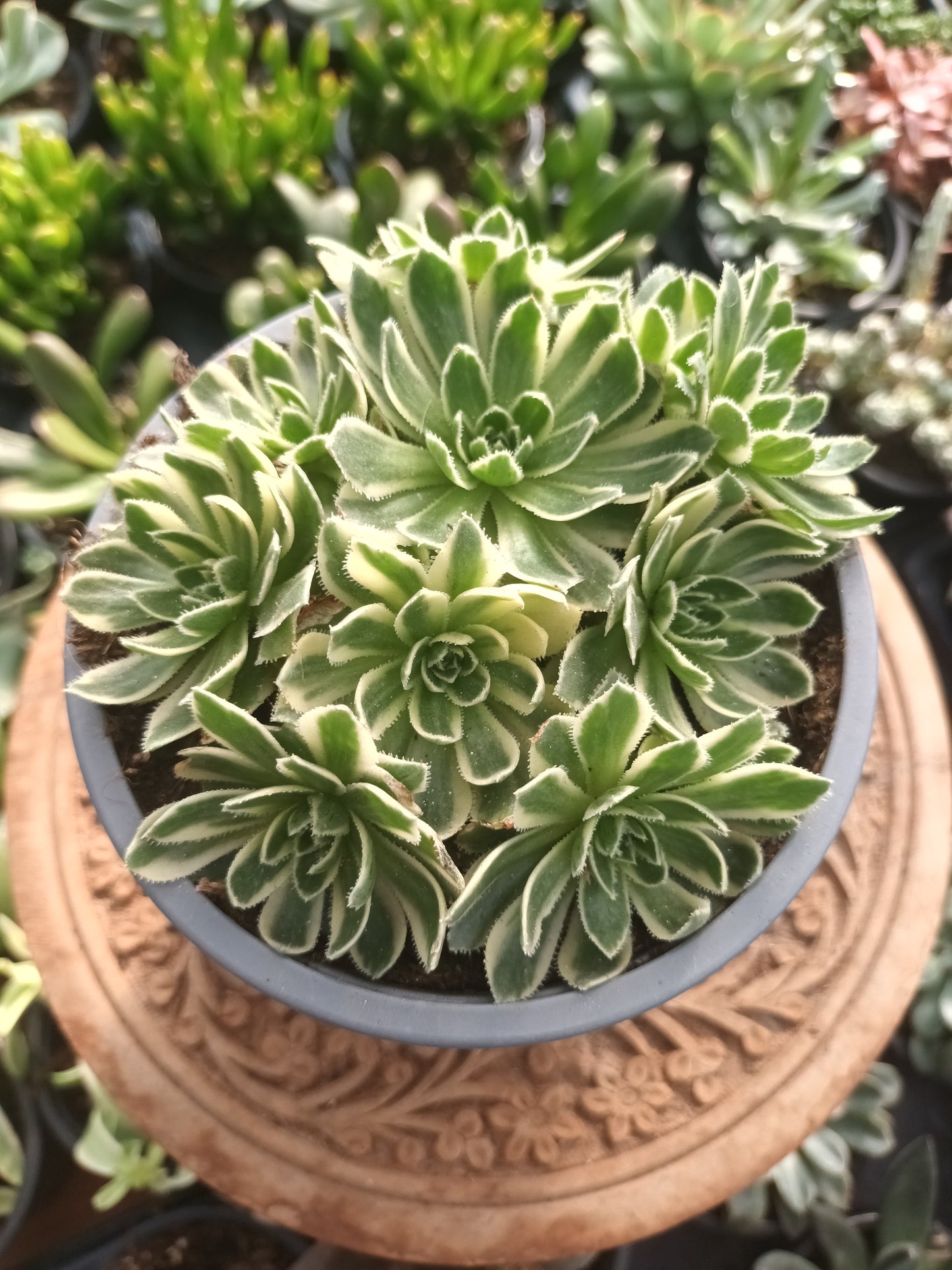 Aeonium simisii variegata cluster