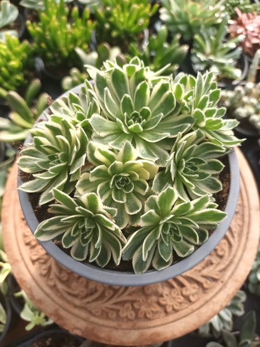 Aeonium simisii variegata cluster