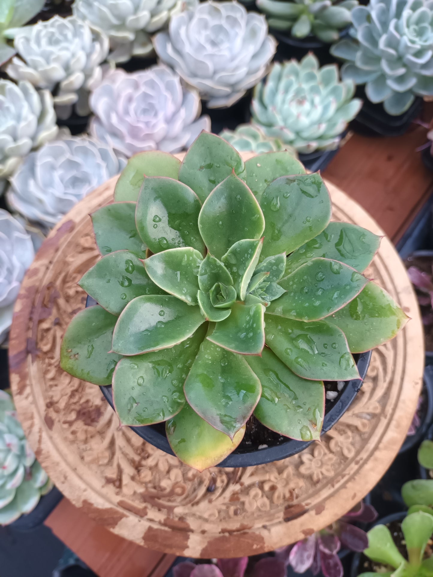 Echeveria Seitan botan