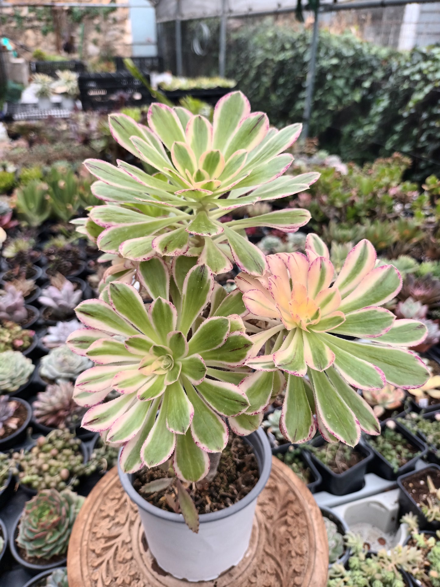 Aeonium rubrolineatum variegata Planta madre