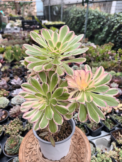 Aeonium rubrolineatum variegata Planta madre