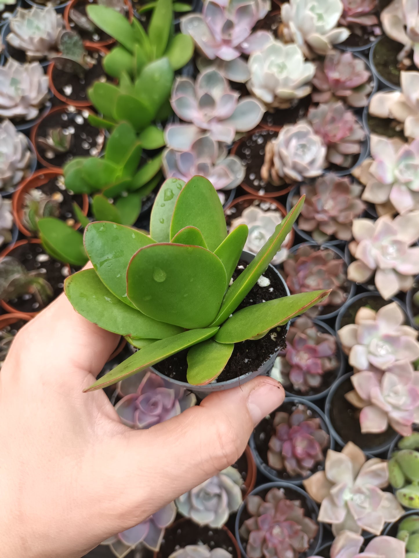 Crassula perfoliata 'Borracha'