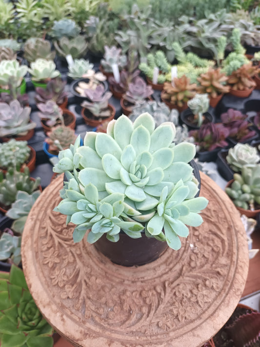 Echeveria Elegans