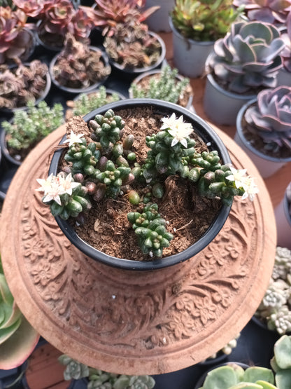 Sedum furfuraceum