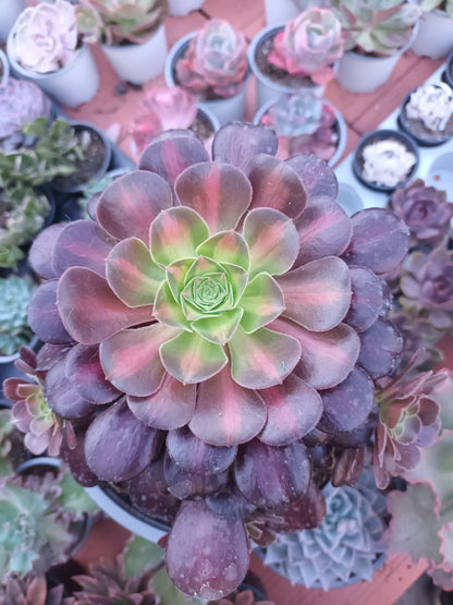 Aeonium kilimanjaro (Planta Madre)