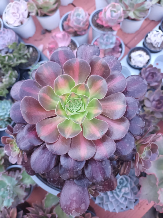 Aeonium kilimanjaro (Planta Madre)
