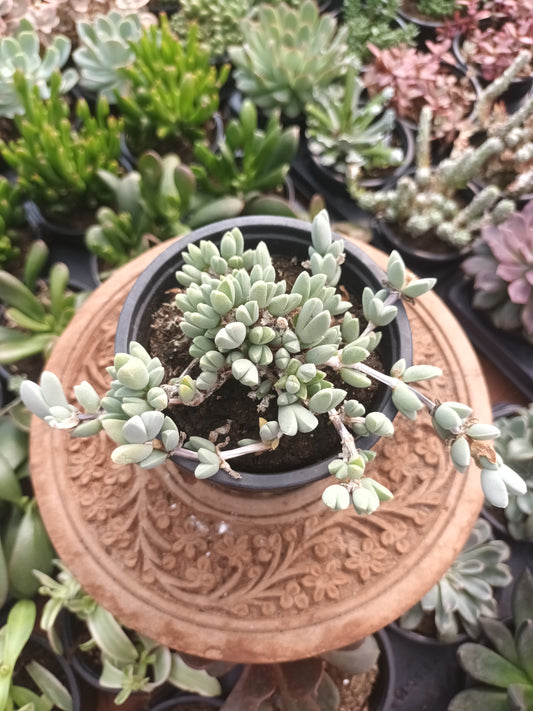 Braunsia Maximiliani