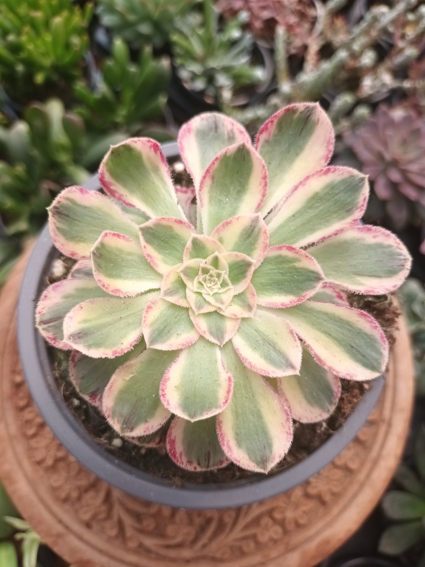 Aeonium rubrolineatum variegata