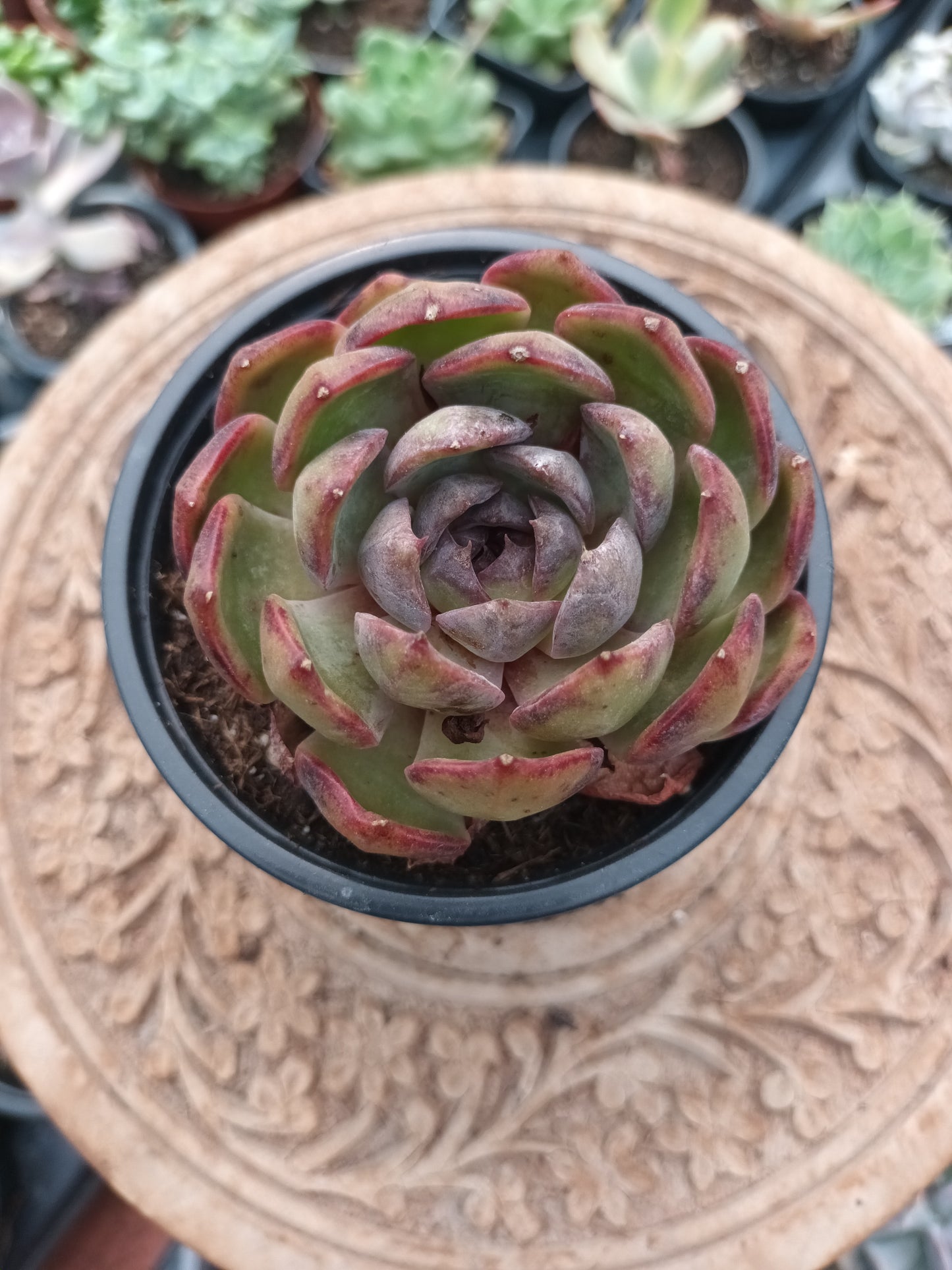 Echeveria Black Eye