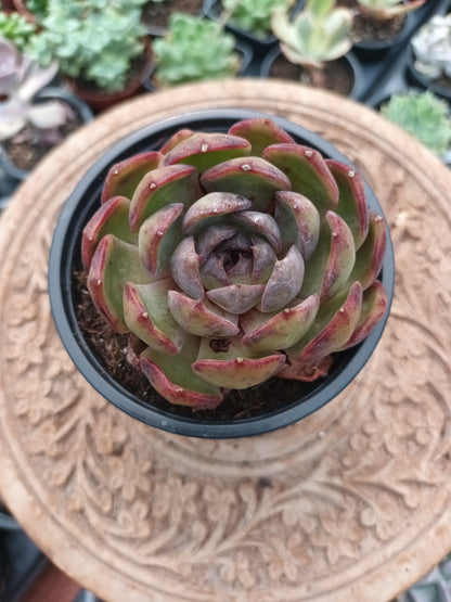 Echeveria Black Eye