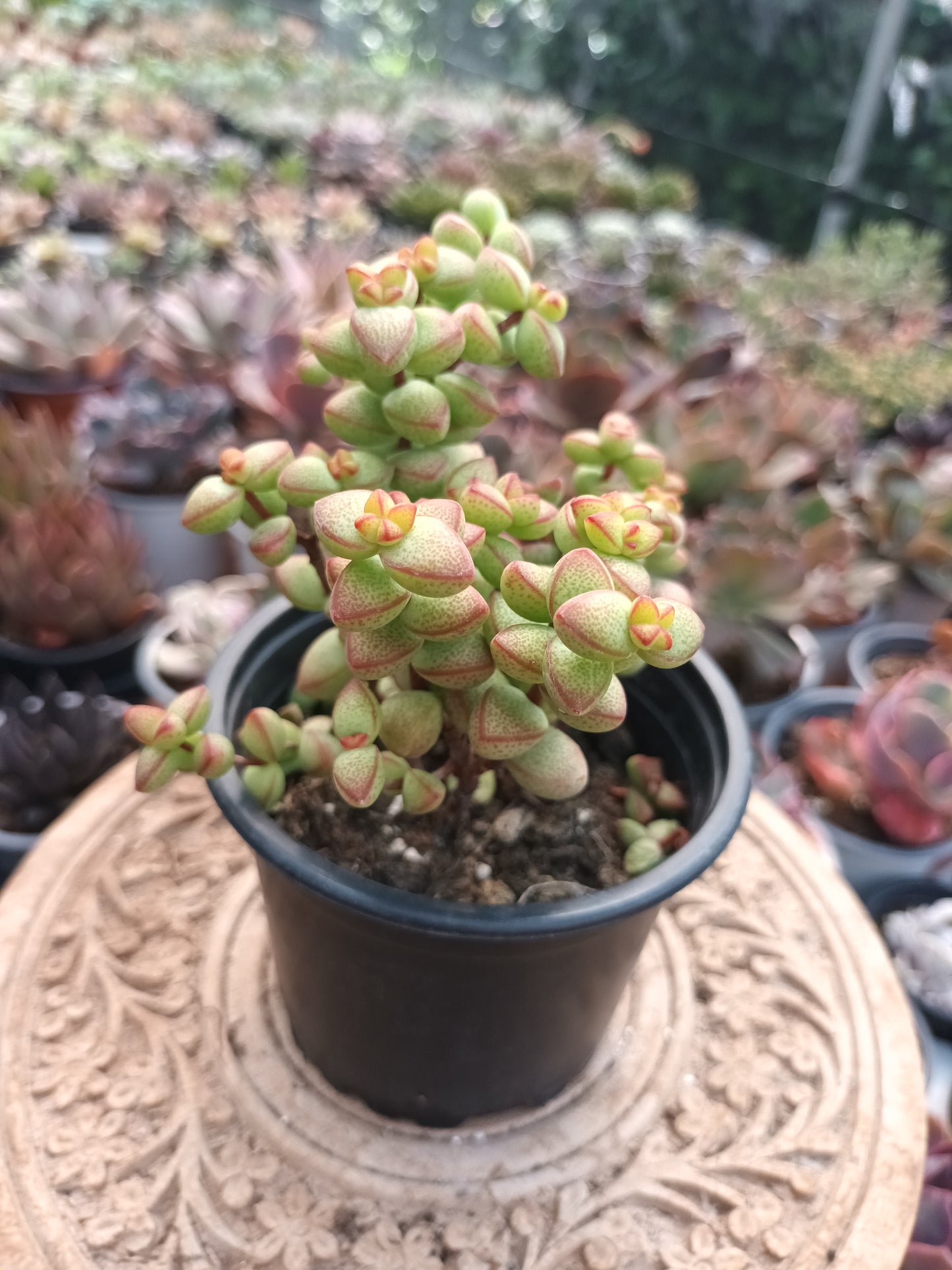Crassula rupestris var. monticola
