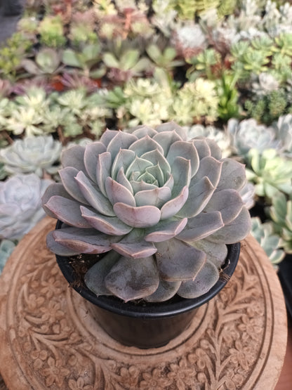 Echeveria 'Starlight'
